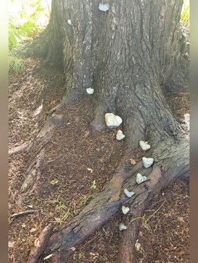 Whispers of Earth singing to you